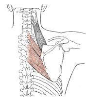 Obr. 22 Musculi rhomboidei dle Luttgense & Vellse (1989)