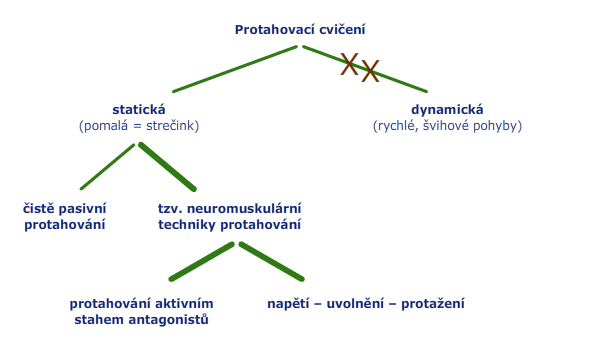 Schéma protahovacích cvičení