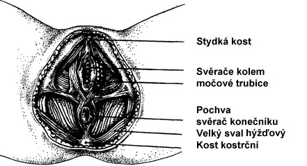 Obr. 1 Svaly pánevního dna