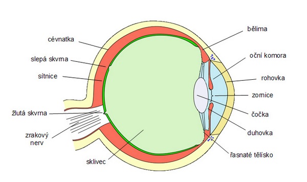 Obr. 1 Stavba oka