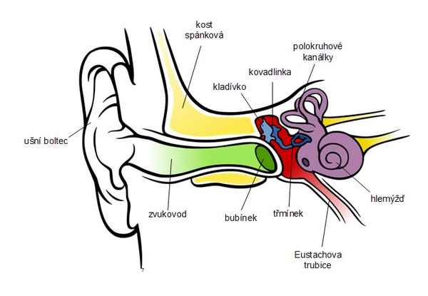 Obr. 2 Sluchové ústrojí