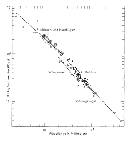 Frekvence mávnutí křídel jako funkce rozpětí (n.Mc Mahon/Bonner 1985, S. 140)