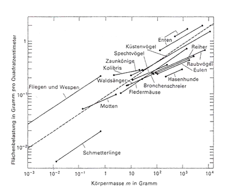 Plošné zatížení u rozličných letuschopných živočichů (n.Mc MahonBonner 1985, S. 142)