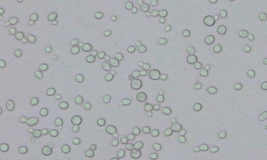 Faex medicinalis(×100)