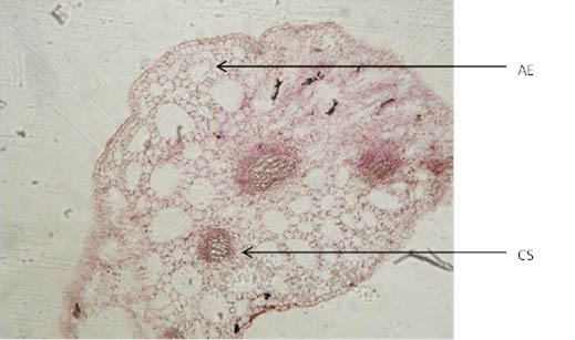 Trifolii fibrini folium (×100)