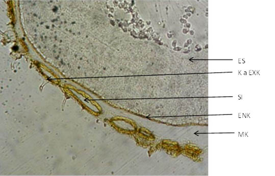 Anisi fructus, (×100)