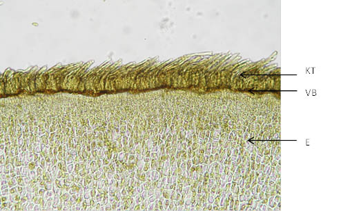 Strychni semen (×100)