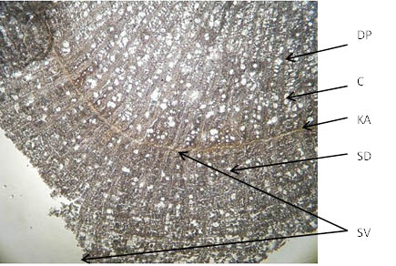 Althaeae radix (×100)