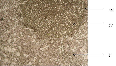 Ipecacuanhae radix (×100)