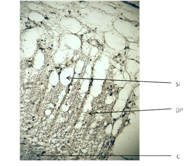 Petroselini radix (×100)