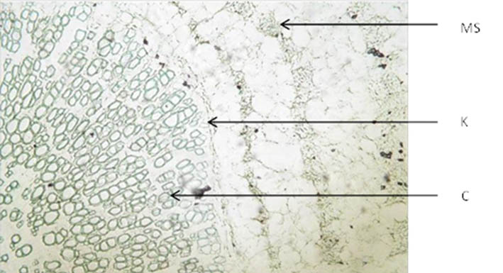 Taraxaci radix (×100)