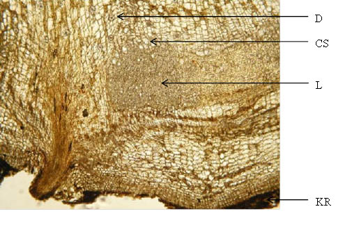 Tormentillae rhizoma (×100)