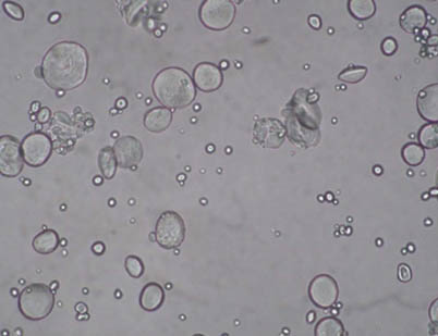 Tritici amylum (×100)