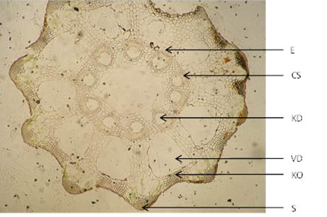 Quercus cortex, makro