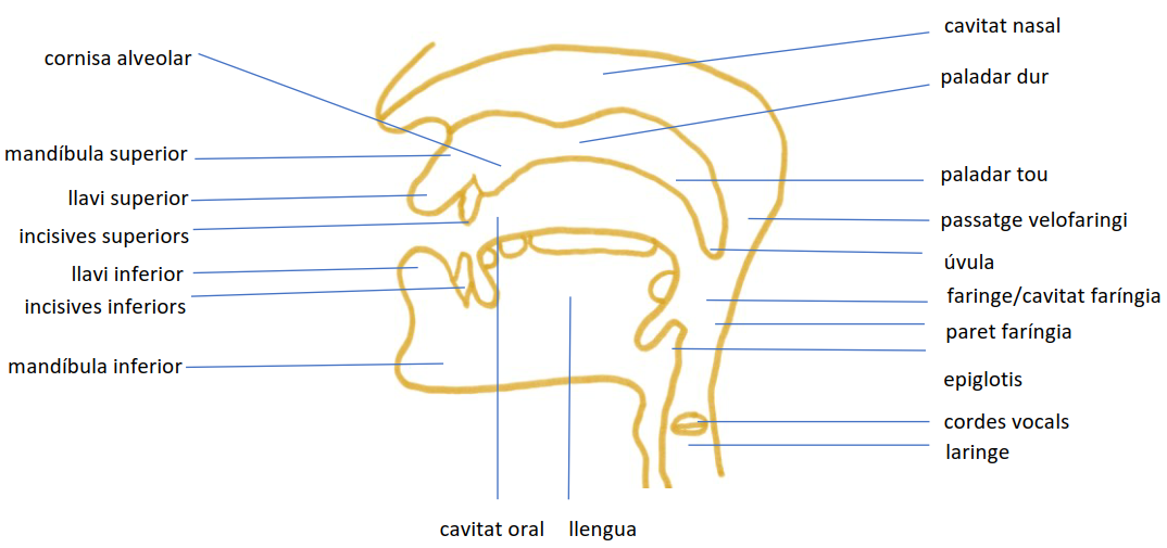 Les parts del tracte vocal