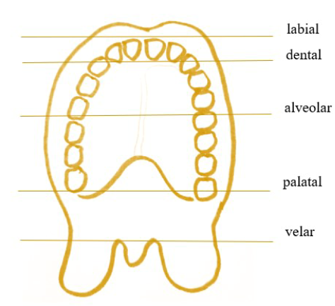 Zones articulatòries