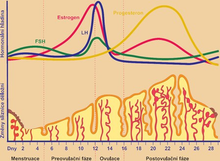 Hormons of menstrual cycle