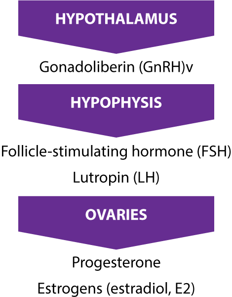 Hormonal regulation of the menstrual cycle – Schematic depiction