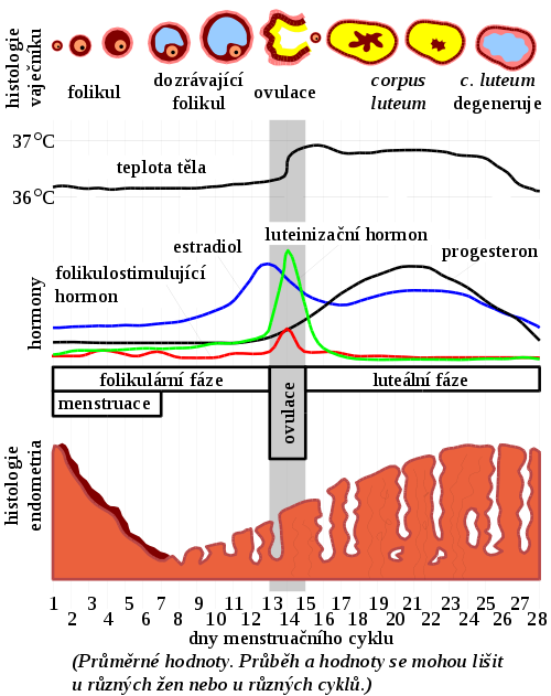 Hormonal activity in the course of the menstrual cycle