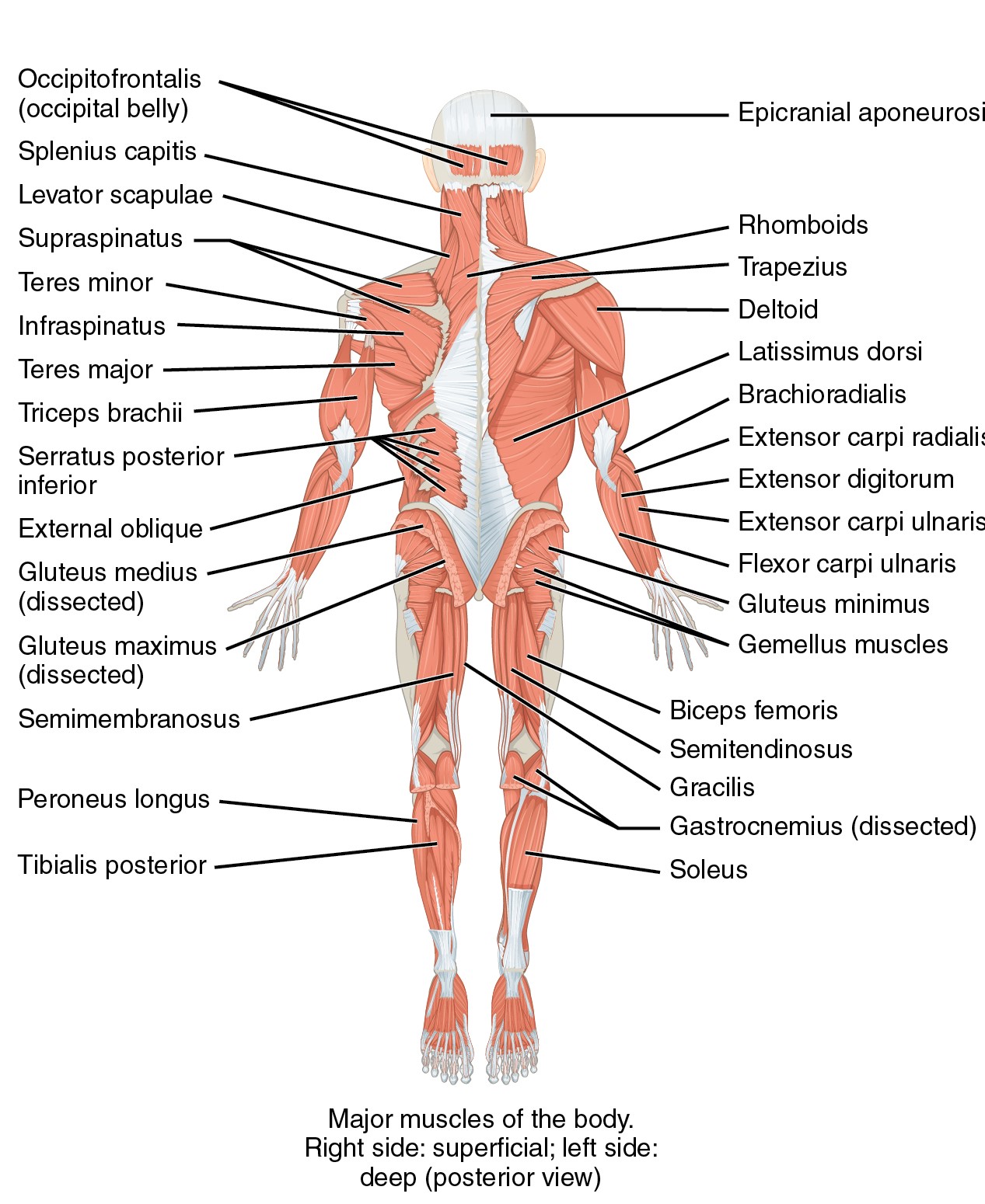 muscular_system_back