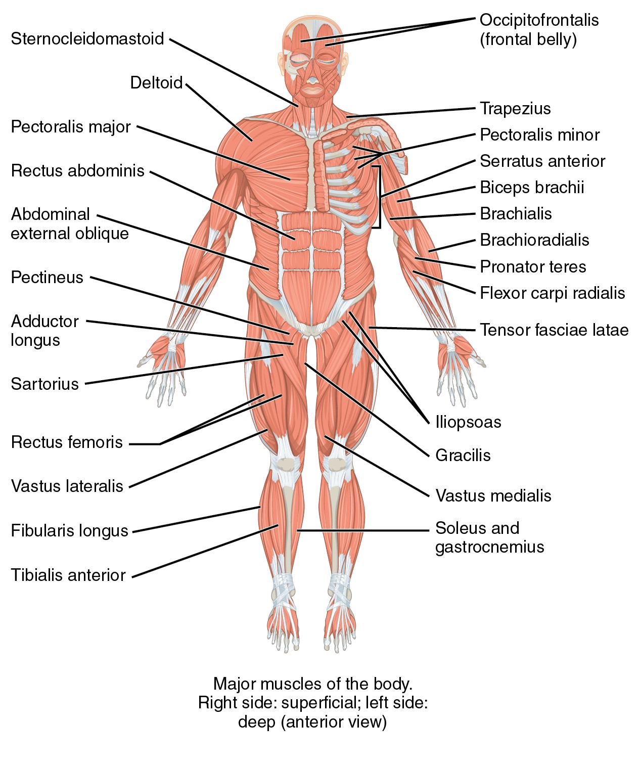 muscular_system_front