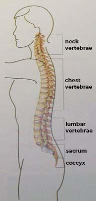 spine