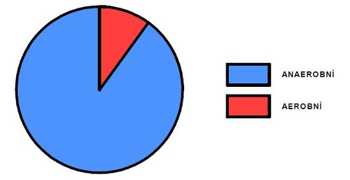 Podíl aerobního a anaerobního krytí během výkonu