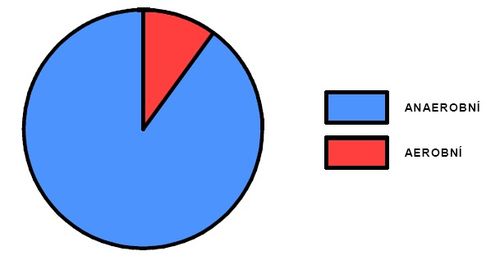 Podíl aerobního a anaerobního krytí během výkonu na 300m