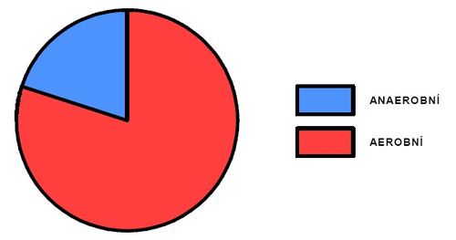 Podíl aerobního a anaerobního krytí během výkonu na 1500m (upraveno dle Neumann a kol. 2005)
