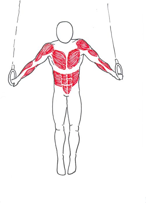 Nejvíce zatěžované svaly ve sportovní gymnastice