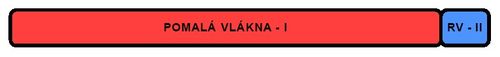 Podíl rychlých a pomalých vláken ve svalech – vytrvalci sprinteři (upraveno dle Grasgruber-Cacek 2008*).