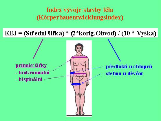 Výpočet indexu stavby těla KEI (Novotný 2002 podle Brauera).