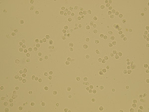 Leukocytes