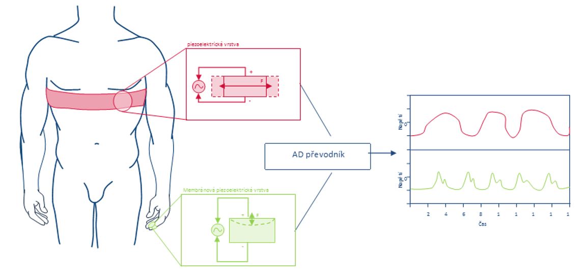 Princip snímání pohybu hrudníku a tepu pomocí piezoelektrických senzorů.