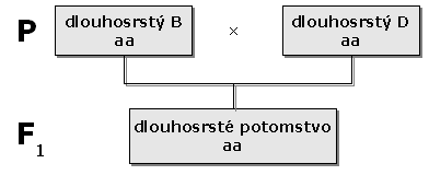 rodokmen1