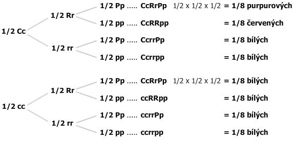 kombinace zygotů
