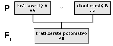 rodokmen1