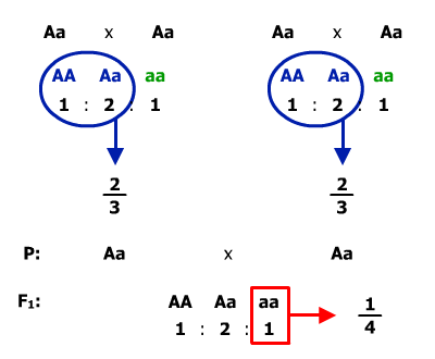 schema