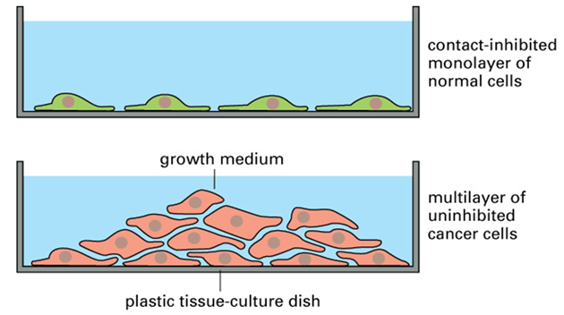 Ztráta kontaktní inhibice v buněčné kultuře