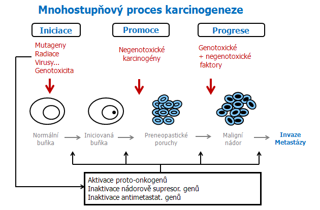 Mnohostupňový proces karcinogeneze