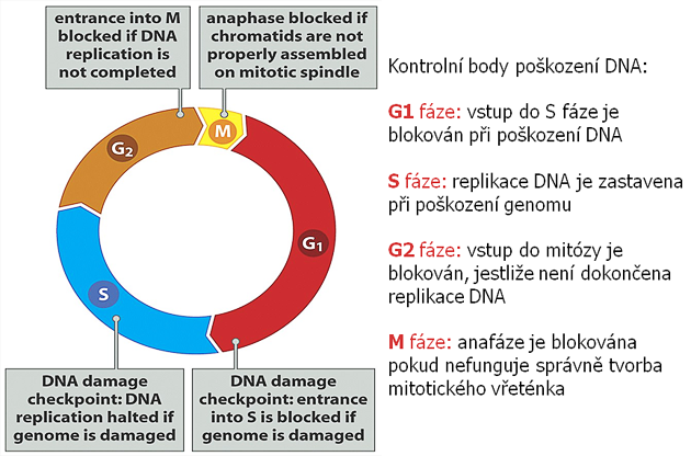 Kontrolní body buněčného cyklu