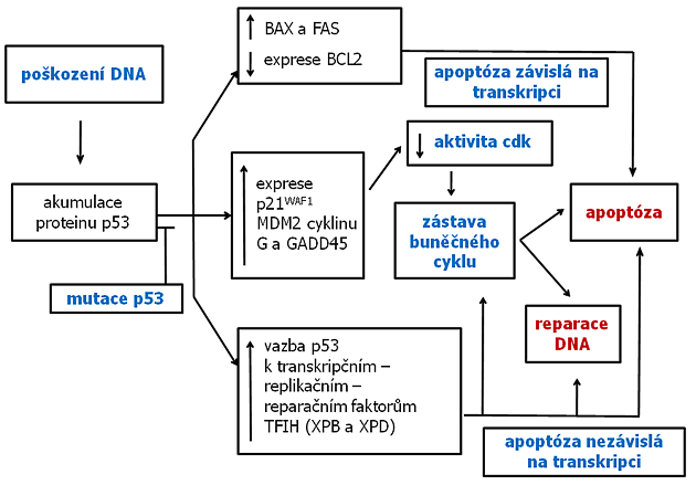 Obrázek 2-12