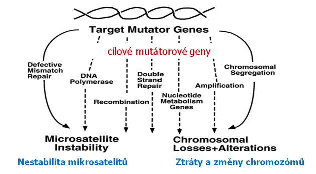 Různé dráhy vedoucí ke vzniku mutovaného fenotypu nádorové buňky