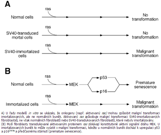 Imortalizace je nutná,ale ne dostačující pro maligní transformaci
