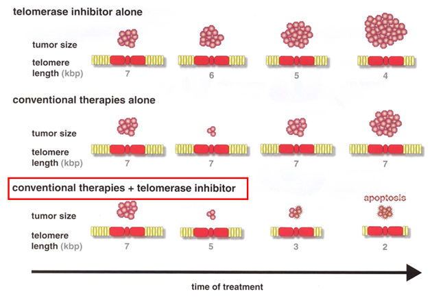 Inhibitory telomerázy a konvenční terapie