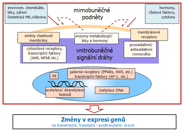 Hlavní epigenetické (negenotoxické) mechanizmy zahrnuté v karcinogenezi