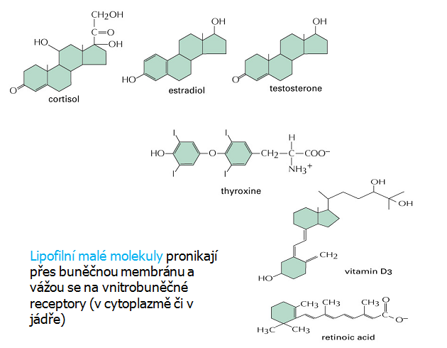 Struktura hormonů vybuzujících signál vazbou na vnitrobuněčné receptory