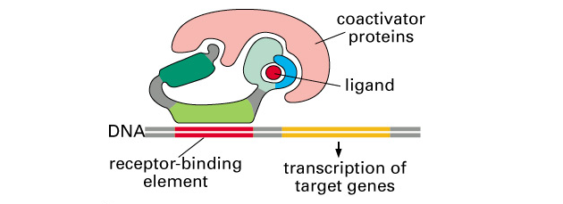 Po vazbě ligandu disociace inh. proteinu a navázání koaktivátoru k transkripci aktivující doméně receptoru