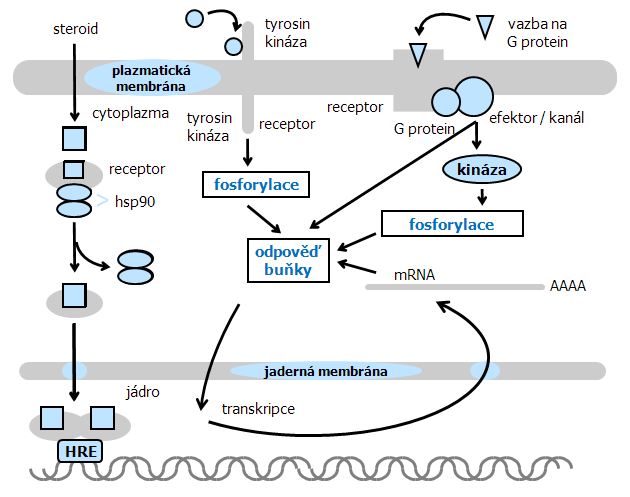 Srovnání působení steroidů přes vnitrobuněčné receptory a přenosu signálu aktivací membránových receptorů