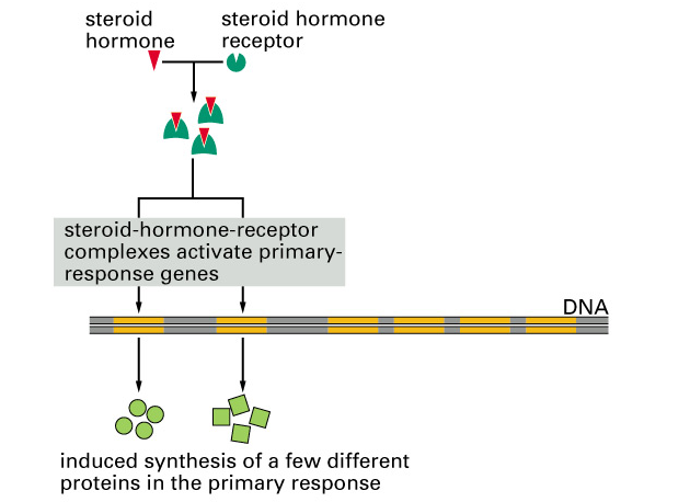 Raná primární odpověď na působení steroidního hormonu